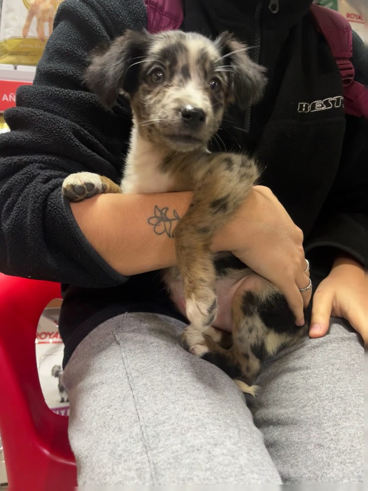 Cliente con su cachorro en brazos dentro de Veterinaria Baby's