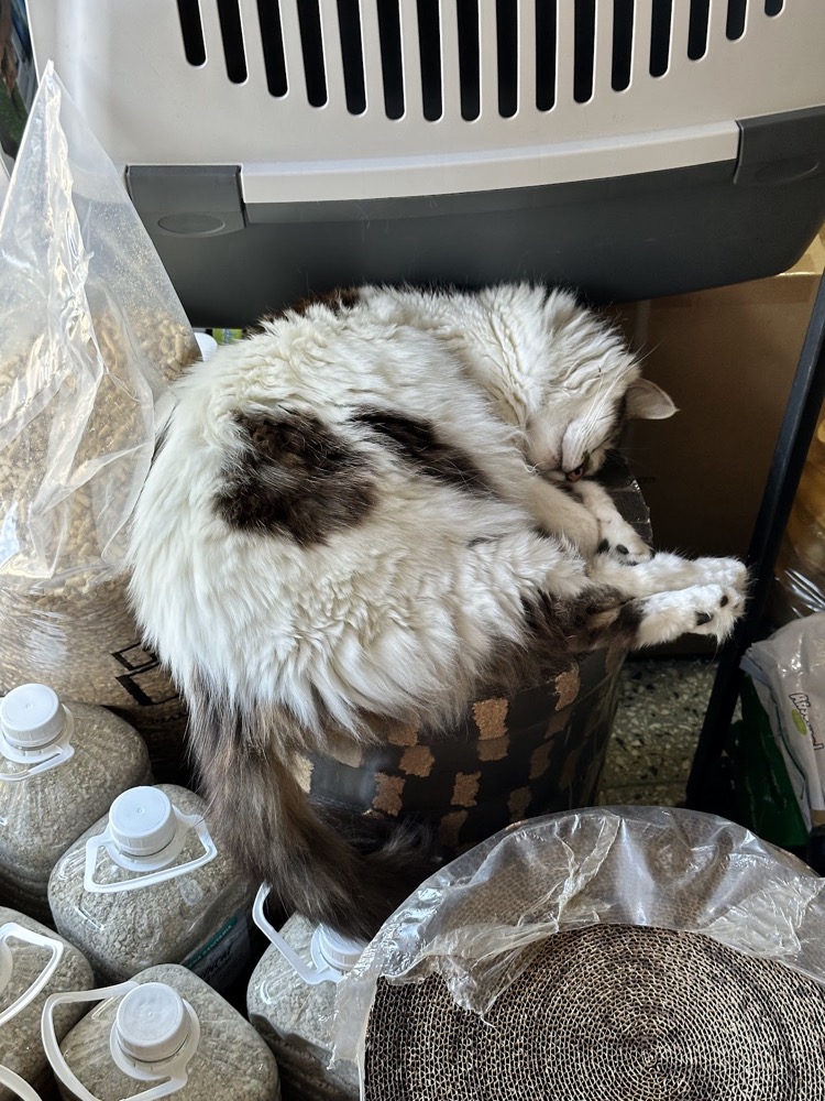 Gato dormido entre los productos del pet shop