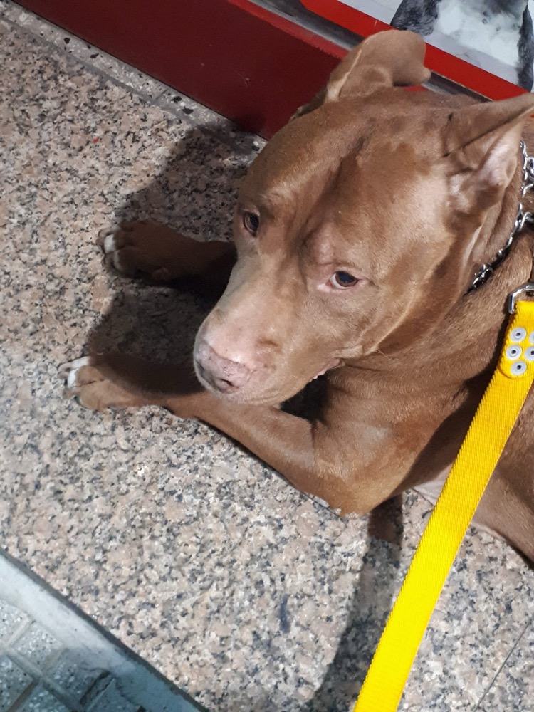 Perro cliente de Veterinaria Baby's