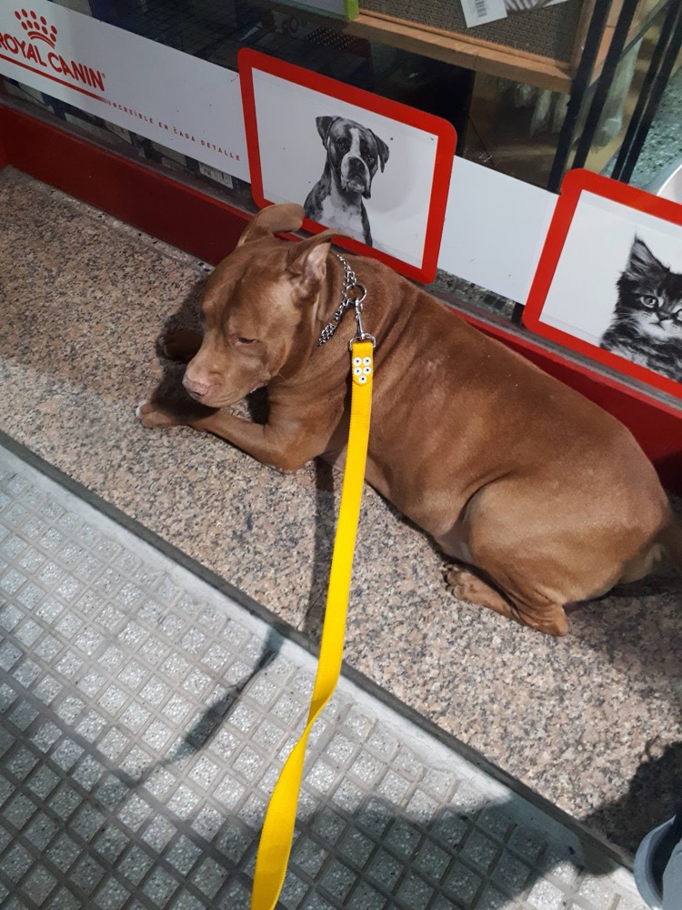 Perro esperando en la entrada de Veterinaria Baby's
