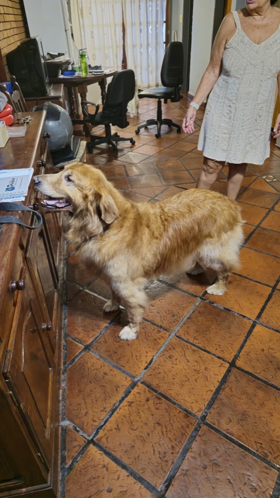 Golden retriever, cliente de Veterinaria Baby's