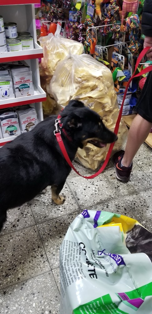 Perro paseando dentro del local de Veterinaria Baby's